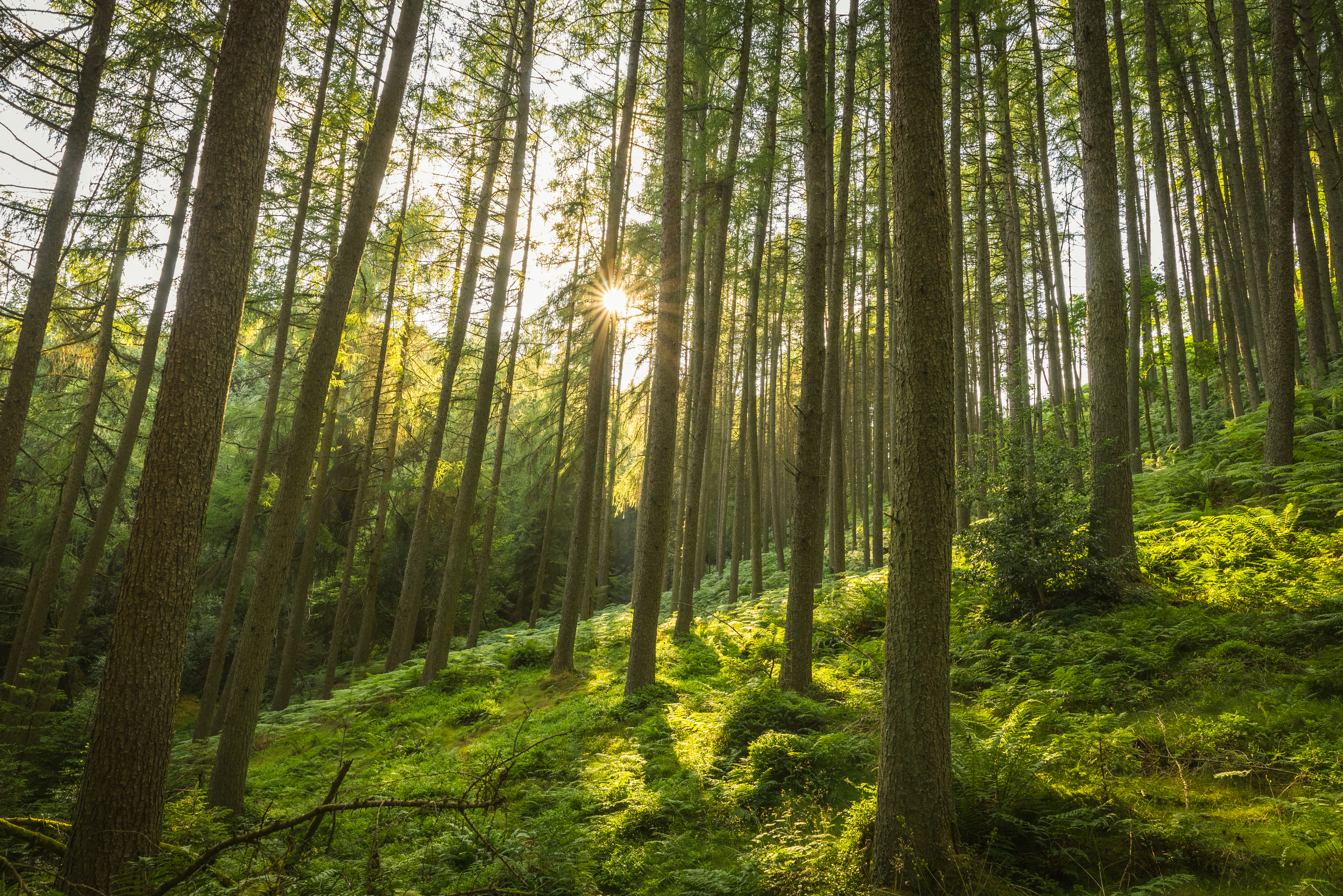 Natural landscape with trees in mist